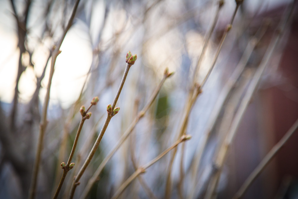 Jour #44 - Botanique: Le bourgeons