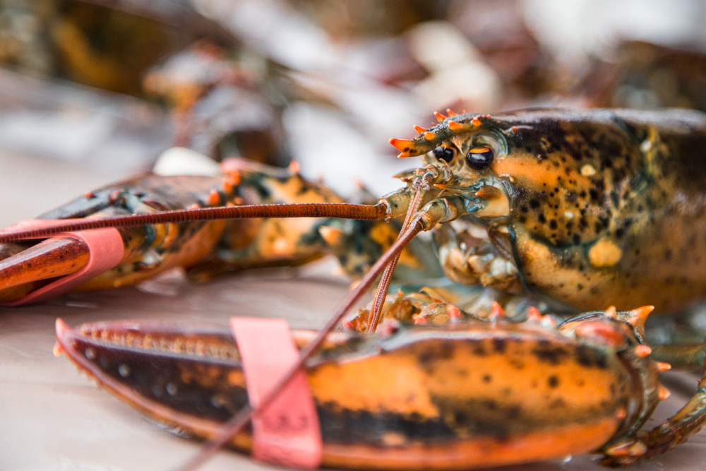 Jour #62 - Homard prt  cuire