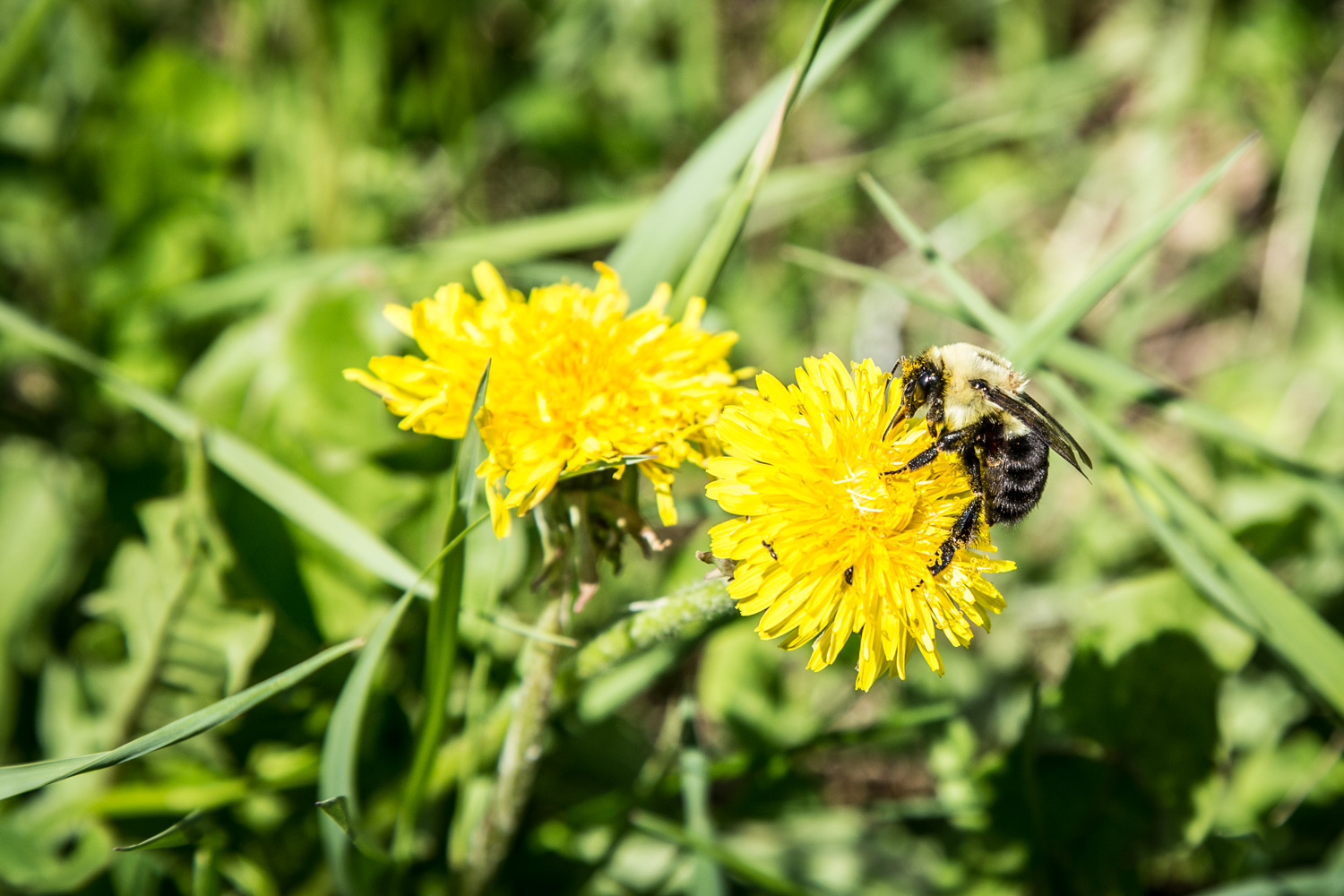 Jour #71 - L'abeille qui butine