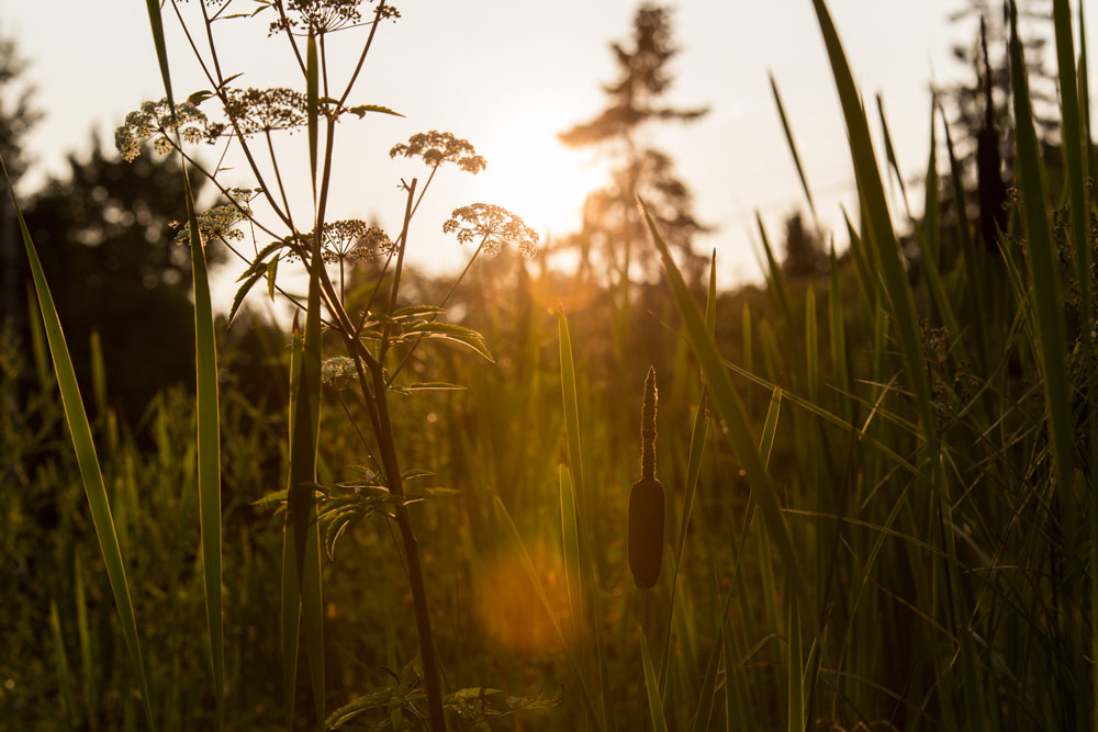 Jour #122 - Crpuscule dans les hautes herbes