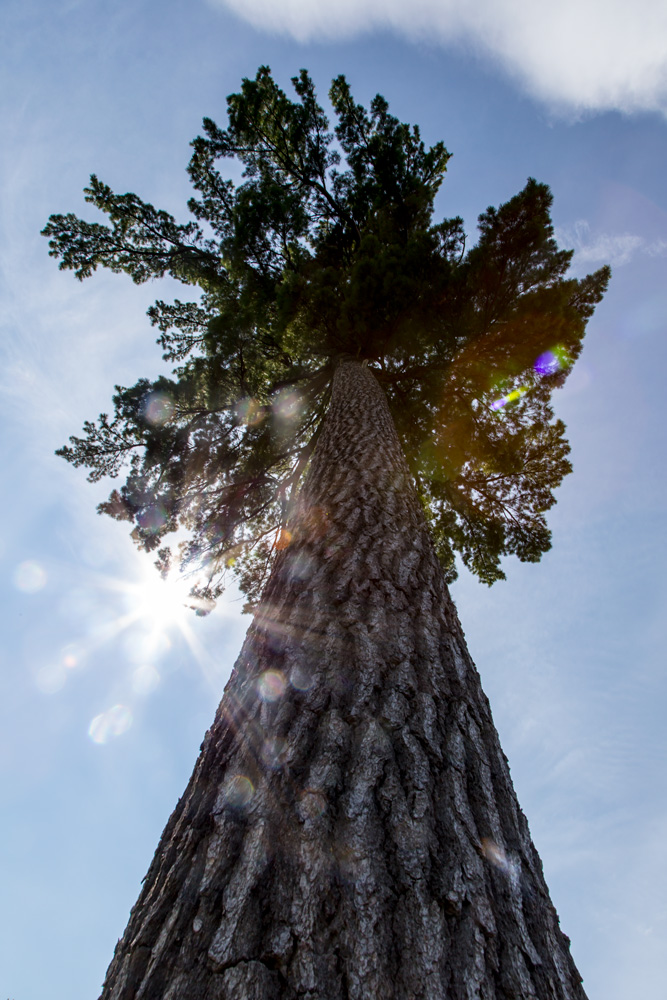 Jour #150 - Grand arbre