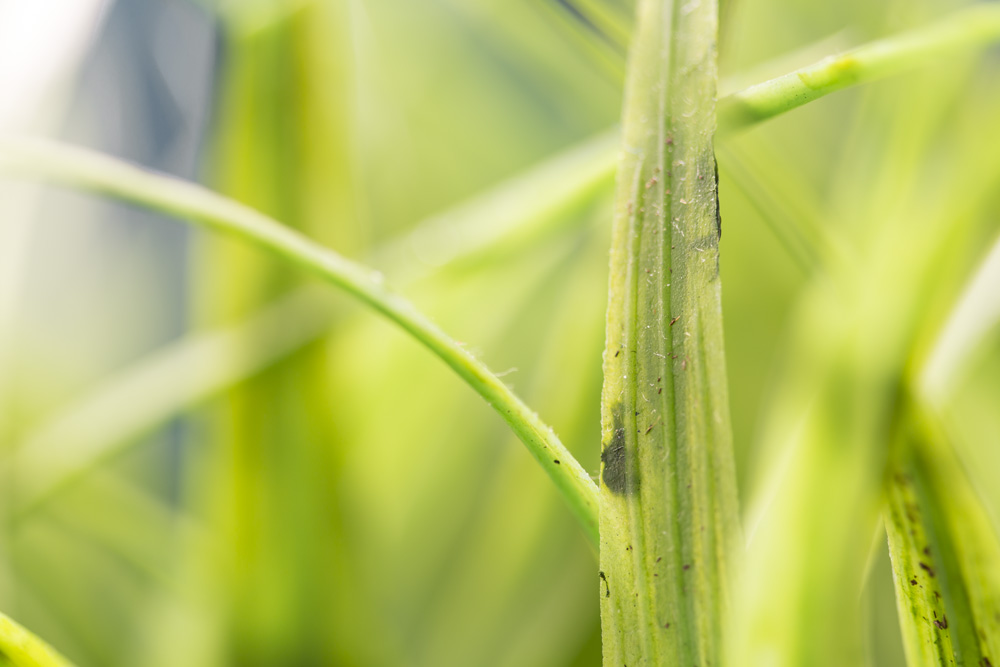 Jour #257 - Vert pomme