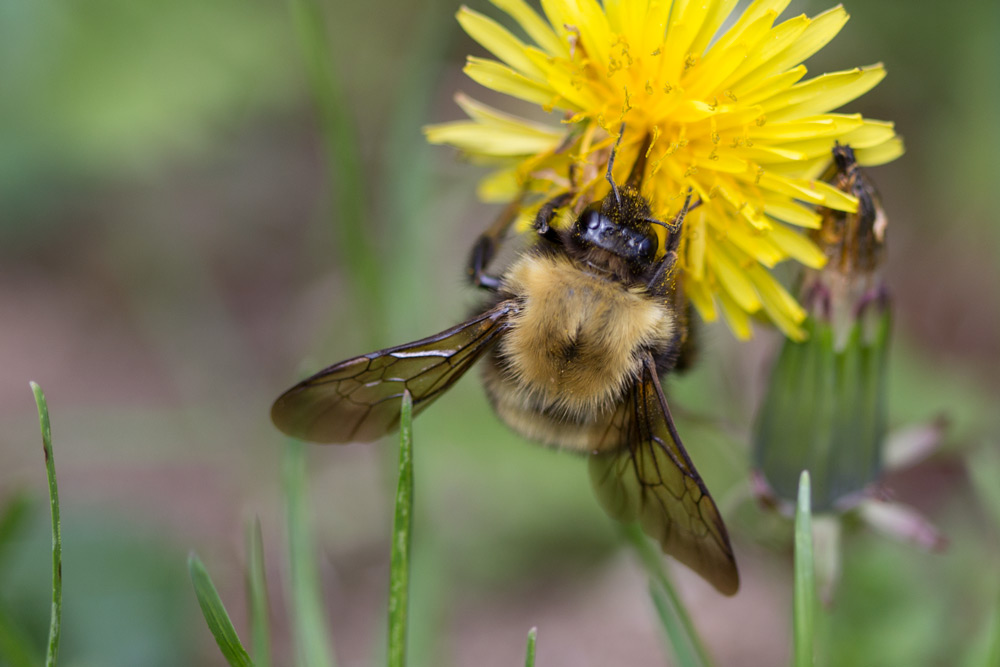 Jour #358 - Abeille