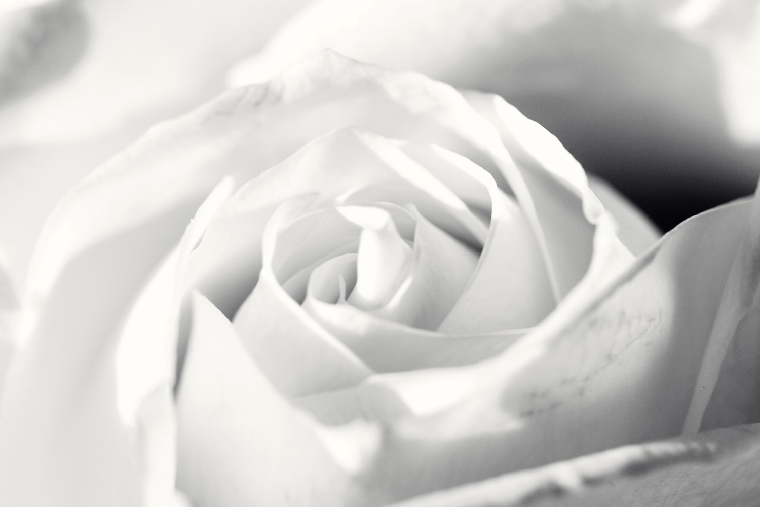 Tourbillon de fleur