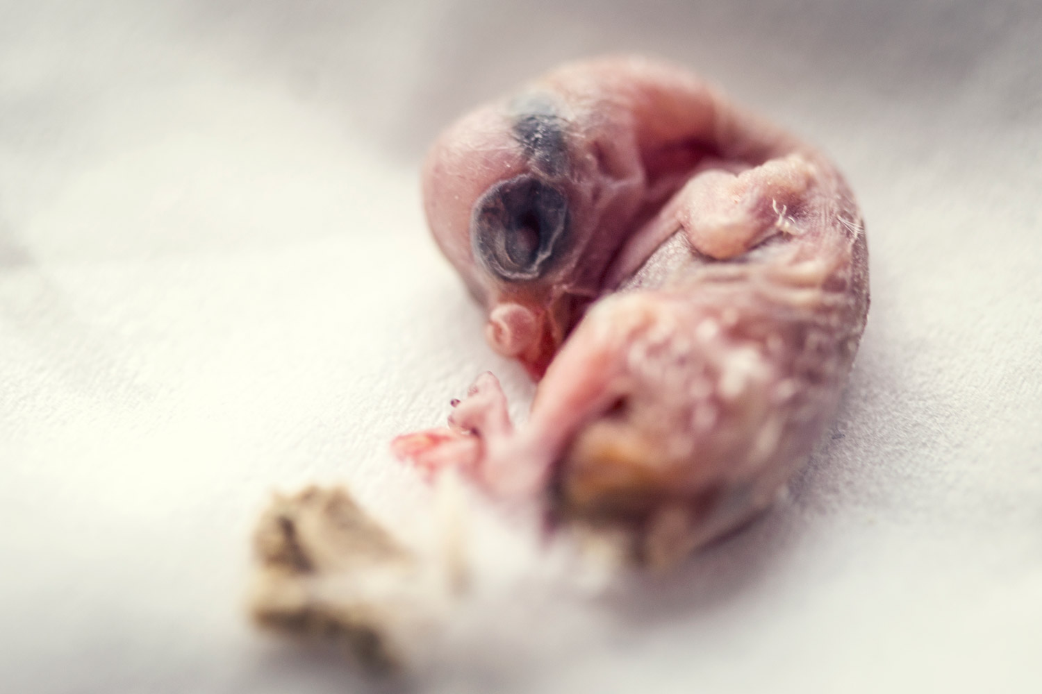 Foetus d'oiseau