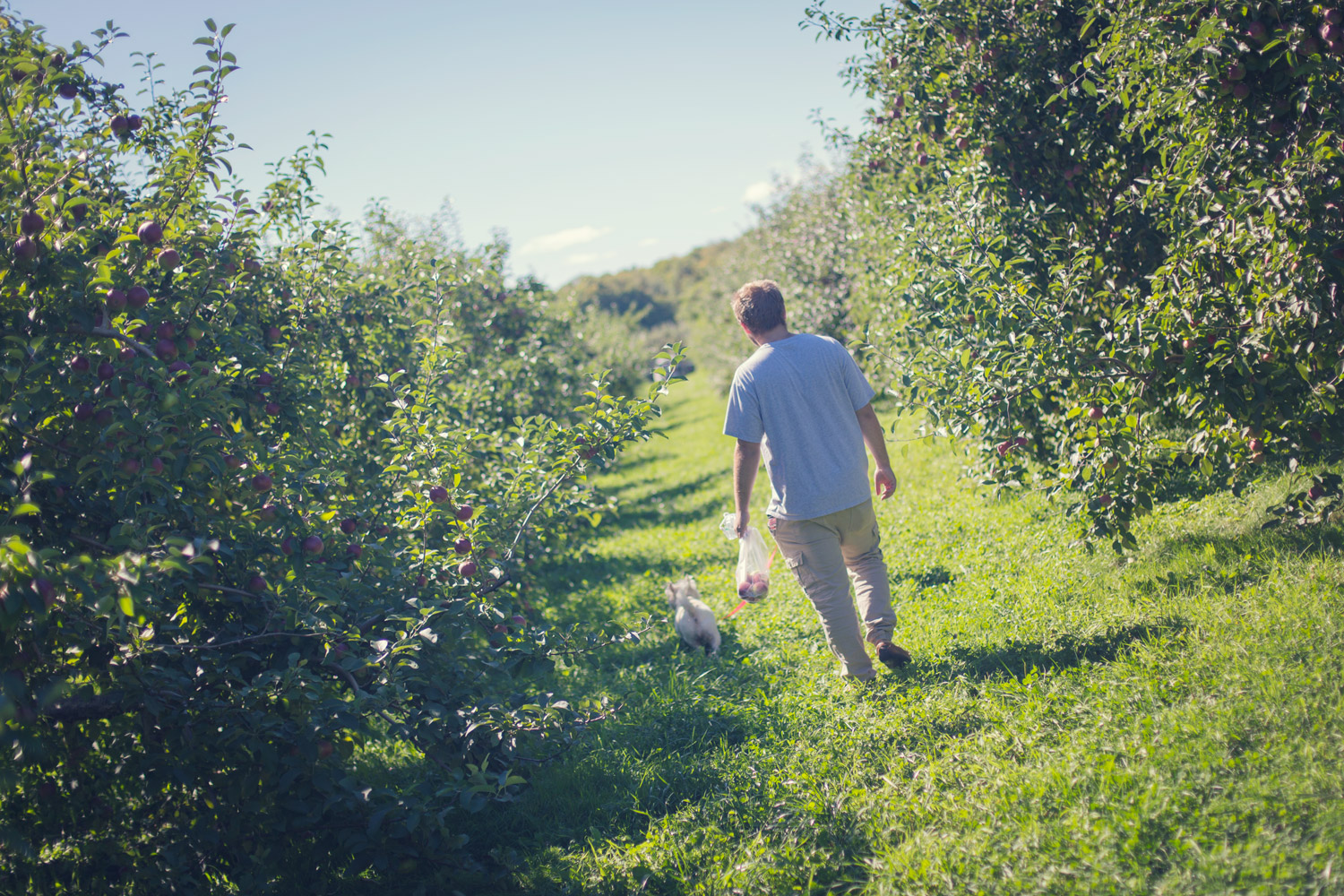 Vincent dans le champs de pommes